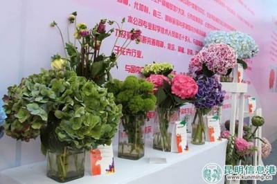 农博会斗南分会场:特色花卉与缤纷活动打造花卉展销专业盛会