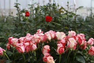 中国鄢陵首届 玫瑰有约 怡情游 隆重开幕